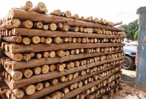 madeiras + madeireira em sp + madeireira TM